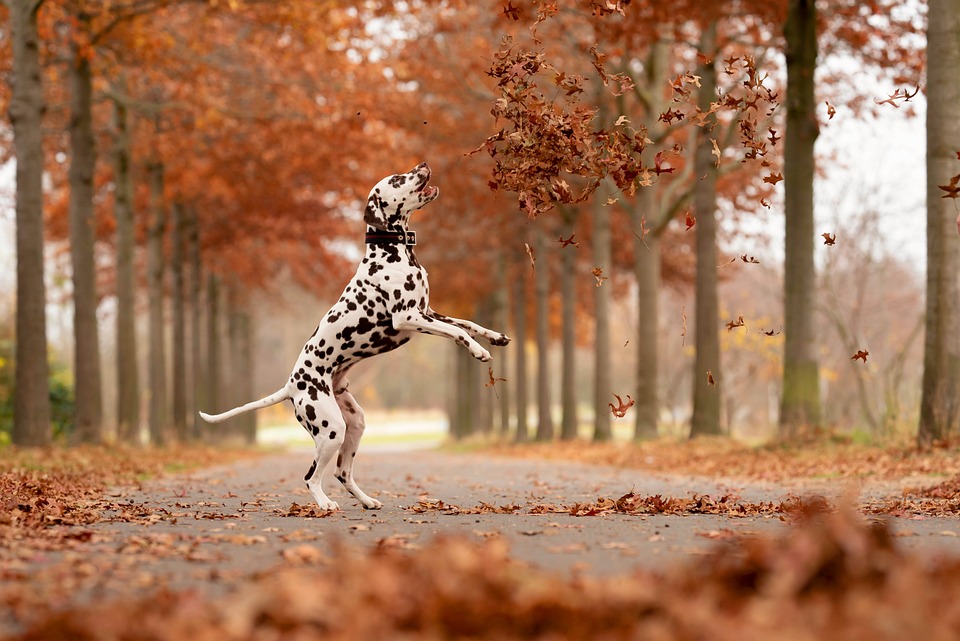 Dog in nature